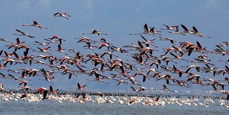 آذر؛ اوج حضور پرندگان مهاجر در طبیعت مازندران